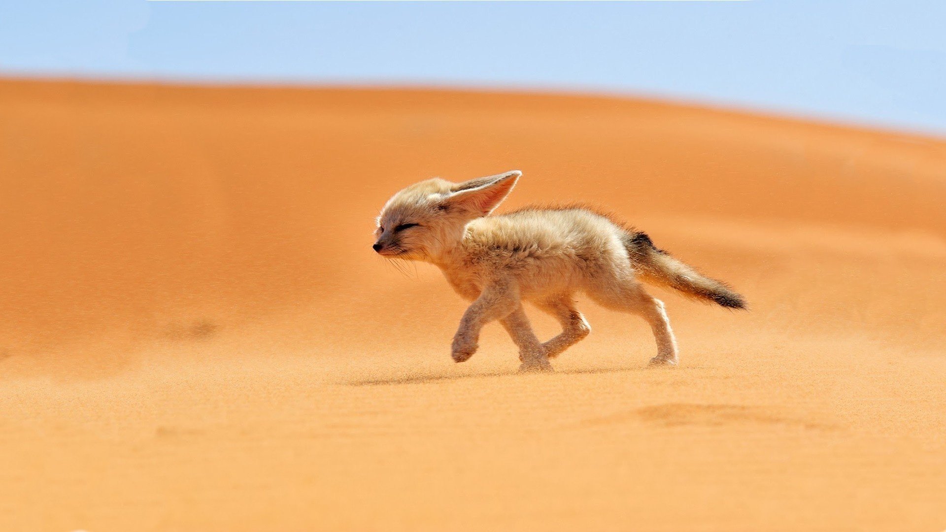 wüste fuchs sand