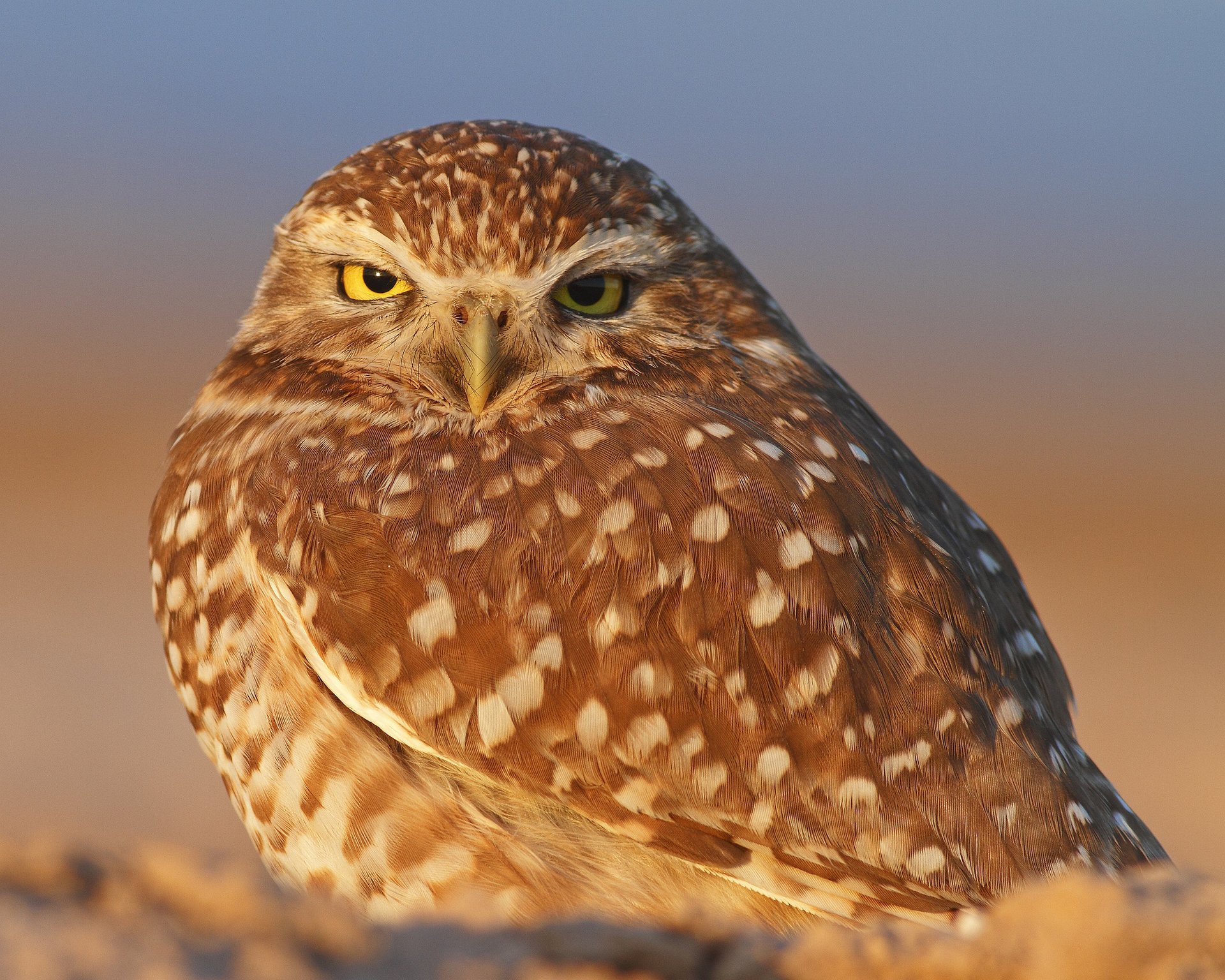 hibou oiseau fond