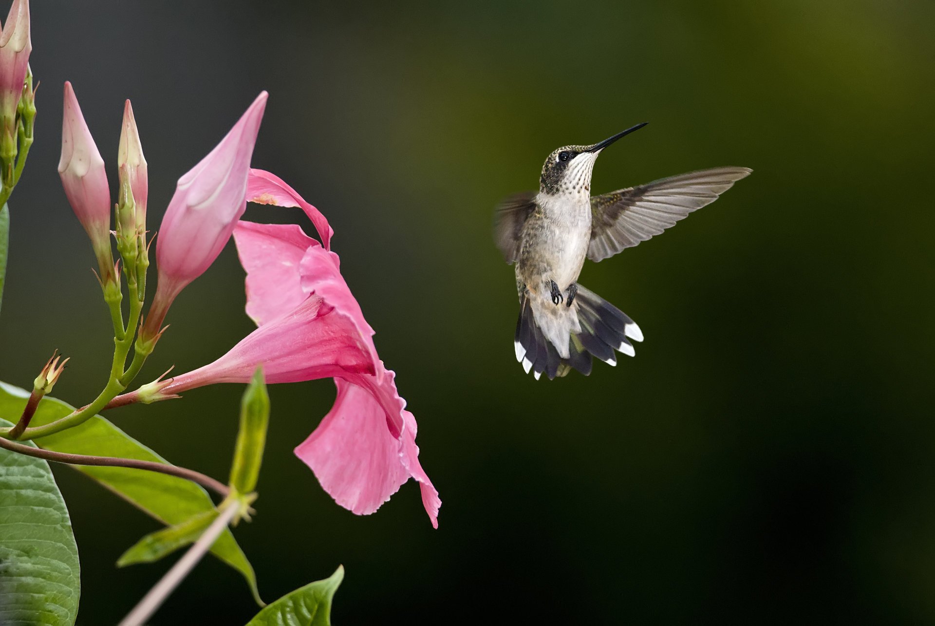 bird pink flower hummingbird blur