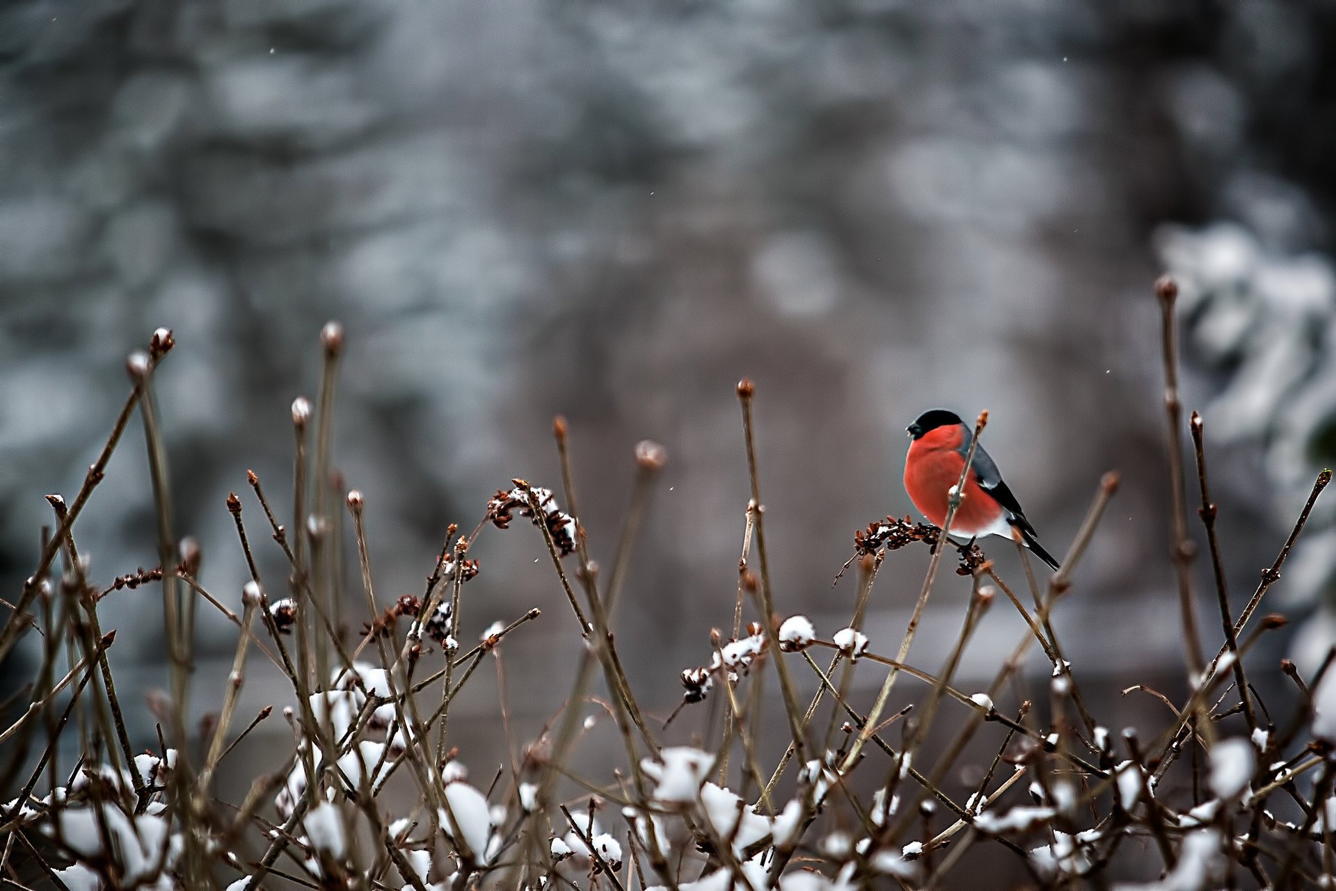 bullfinch bird branches snow