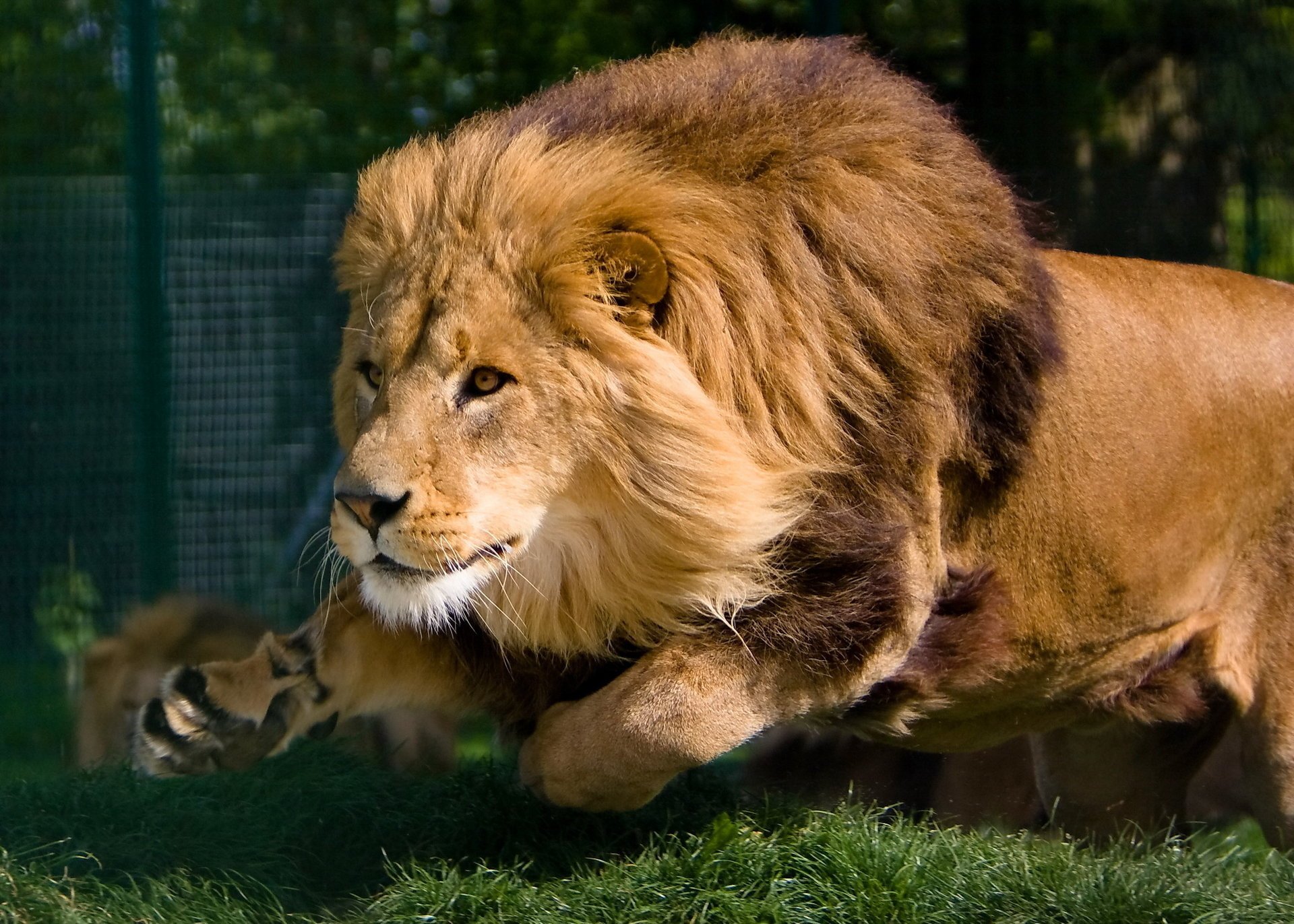 leo running face predator movement mane