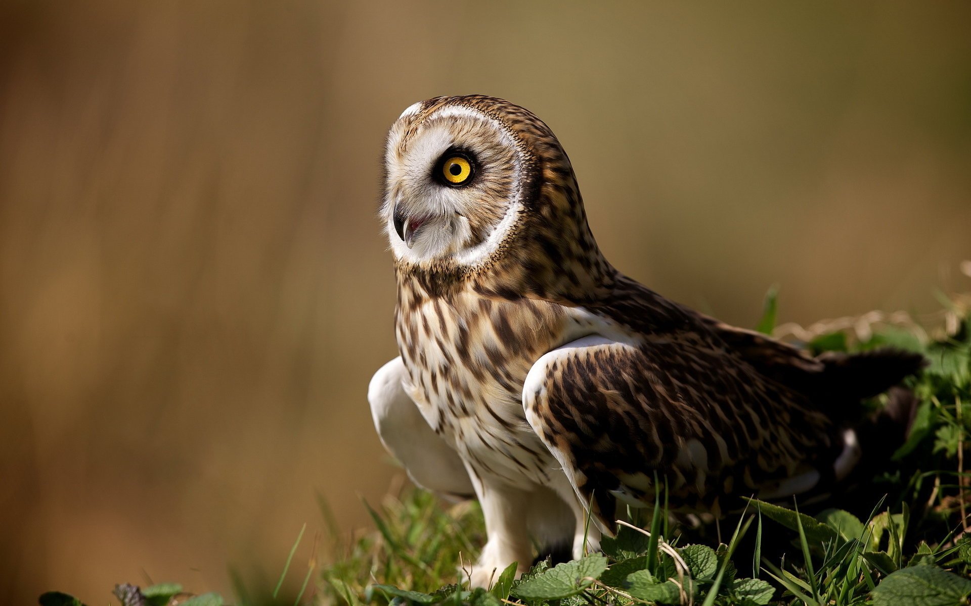 hibou oiseau animal