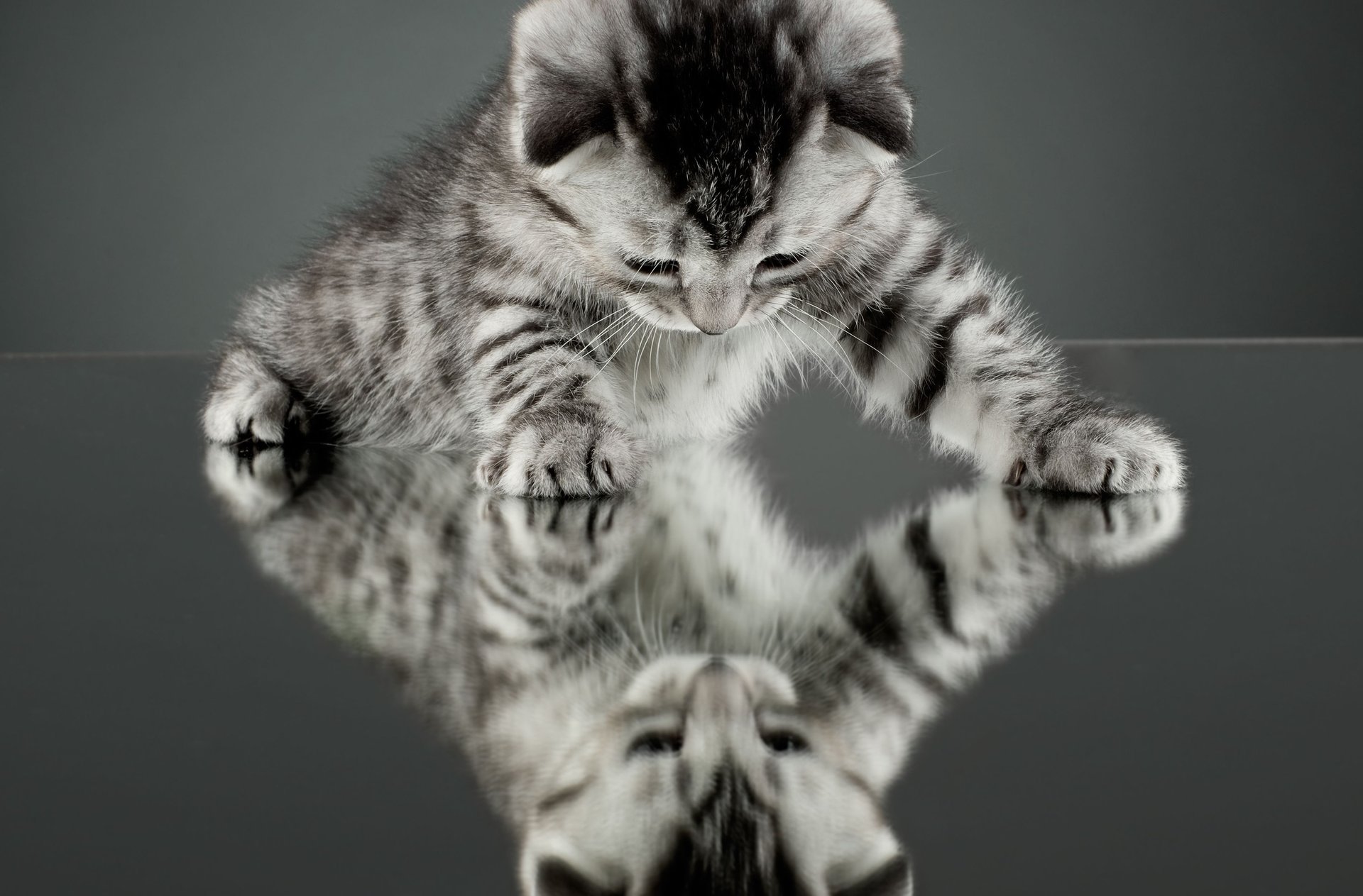 cat kitten cat wallpaper mirror cat reflection background