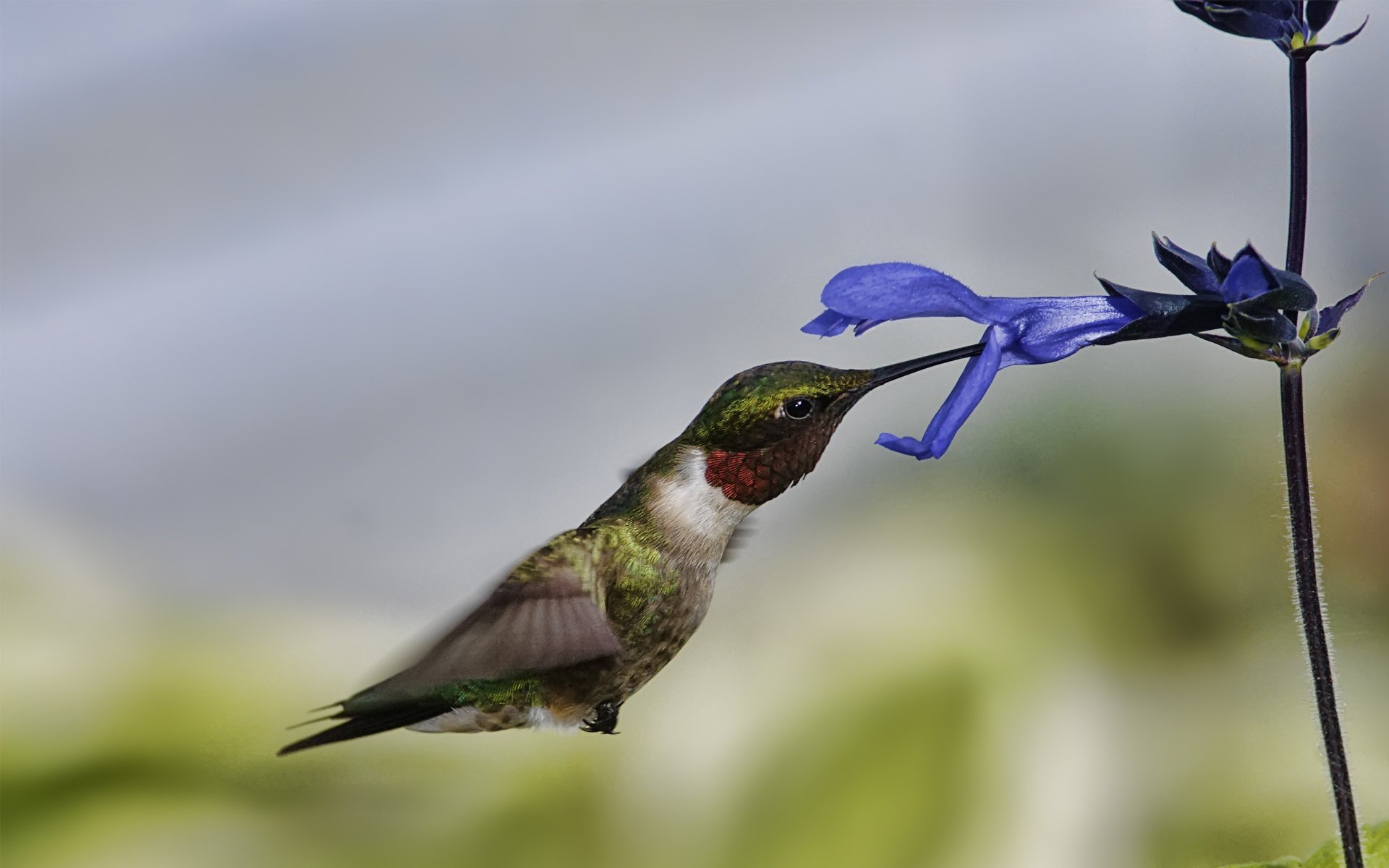 bird hummingbird flight flower macro