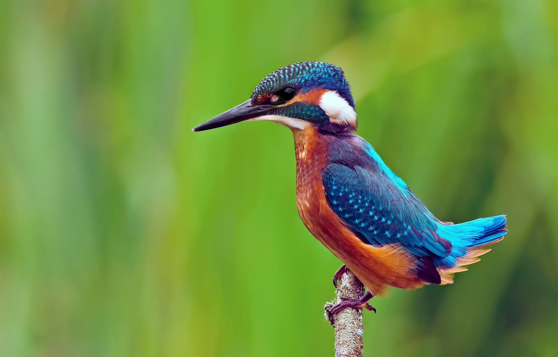 pájaro rama kingfisher alcedo atthis martín pescador común