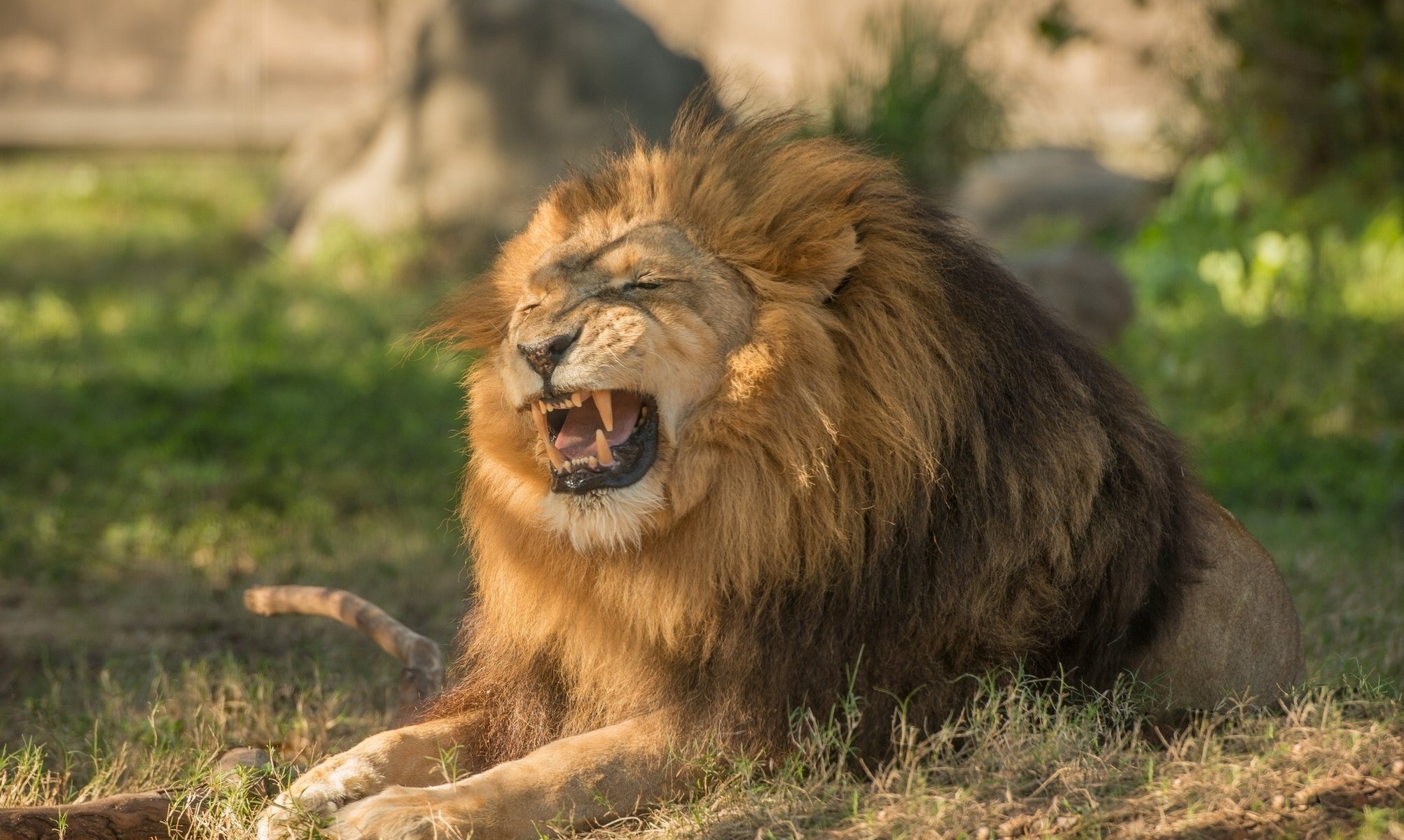 lion grognement prédateur roi des bêtes crinière