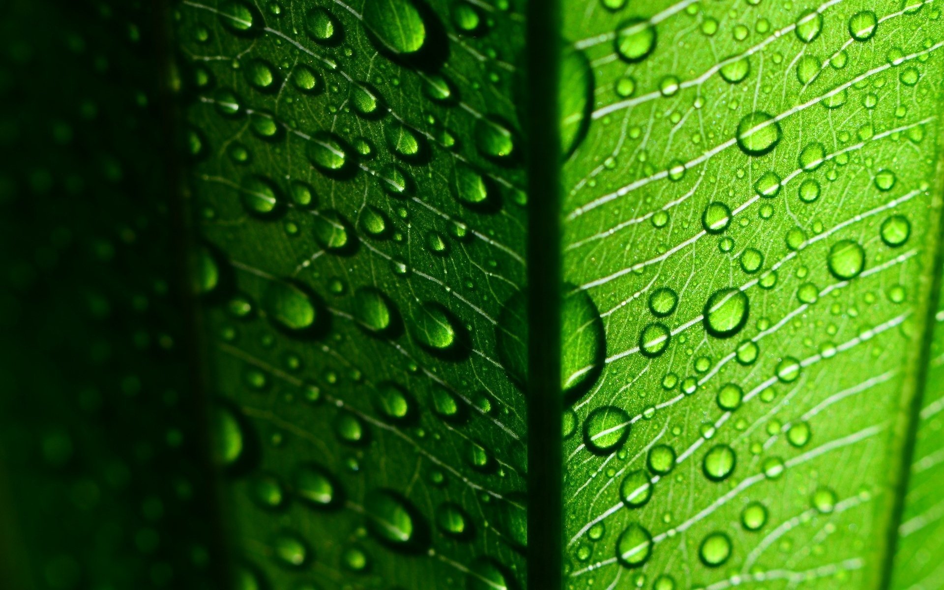 gros plan feuille rosée goutte feuilles gouttes feuille