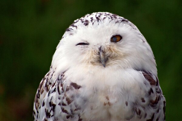 The polar owl winks with his eye