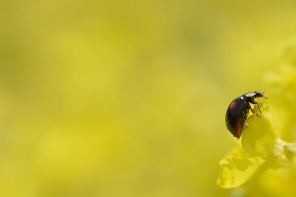 Mariquita negra sobre fondo amarillo