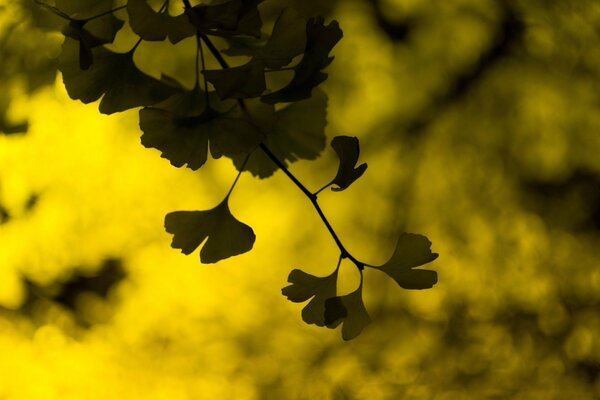 Feuillage vert foncé sur fond jaune