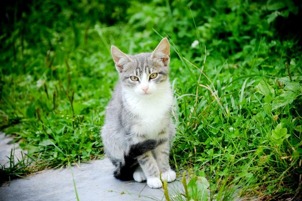 Chat moelleux est sorti pour une promenade