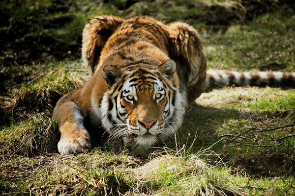 Ein Tiger, der im Gras liegt, jagt