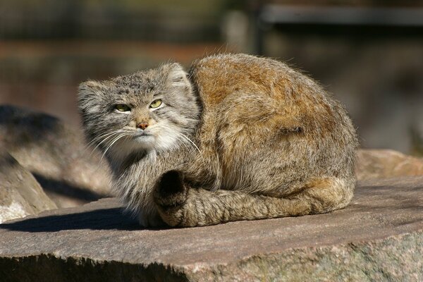 Manul depredador elegante y elegante