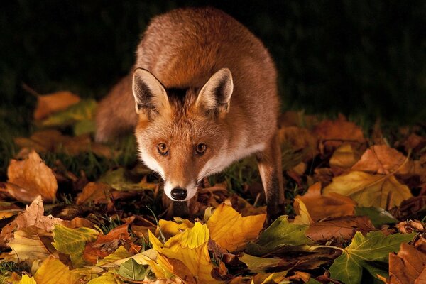 A fox in orange leaves