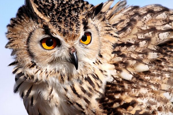 Feathered owl with amber eyes