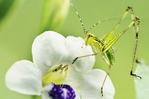 Insetto insolito di colore verde chiaro su un fiore bianco