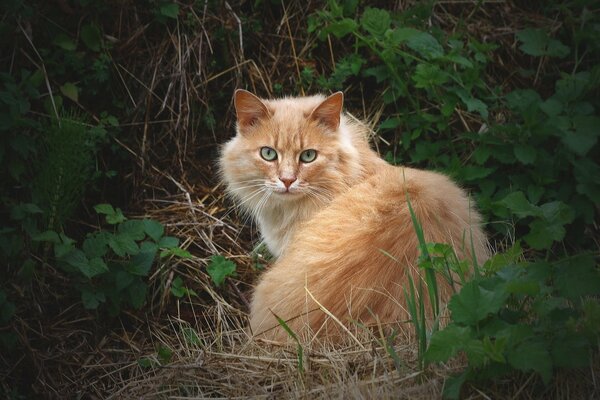 El gato rojo Mira sorprendido hacia el observador