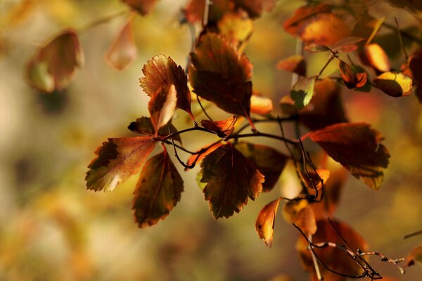 A branch of a tree with autumn foliage