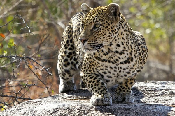 El leopardo se congeló a la espera de la presa