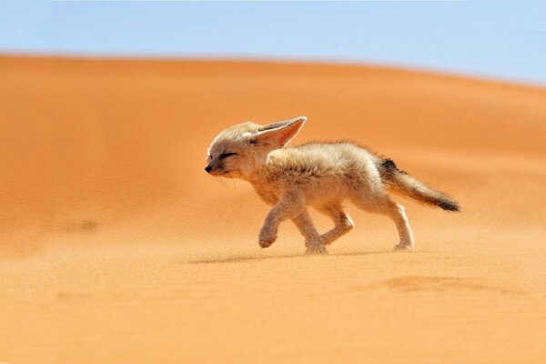 A fox cub among the sands