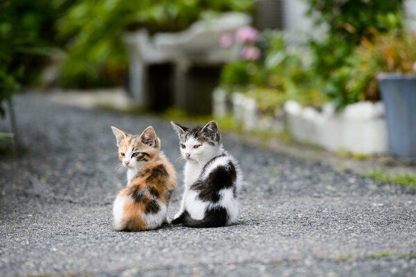 Kittens on the road watching together