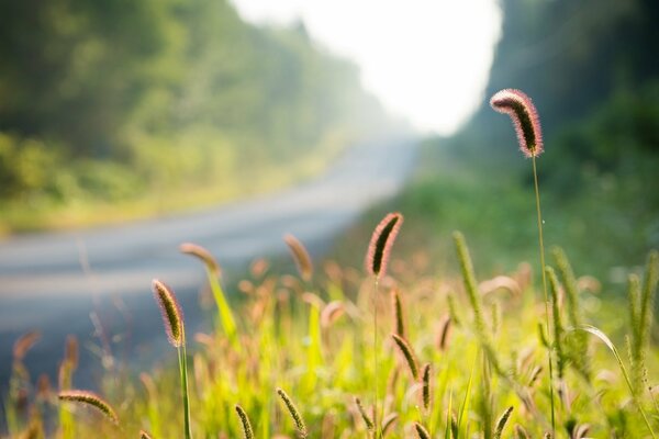 Épis de plantes dans les rayons du soleil du matin