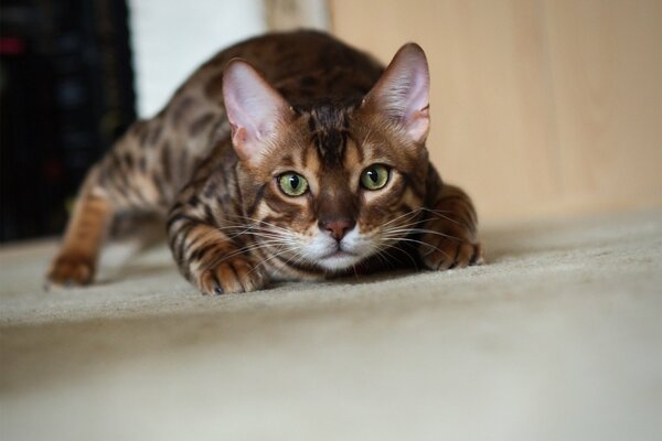 El gato bengalí se escabulle silenciosamente