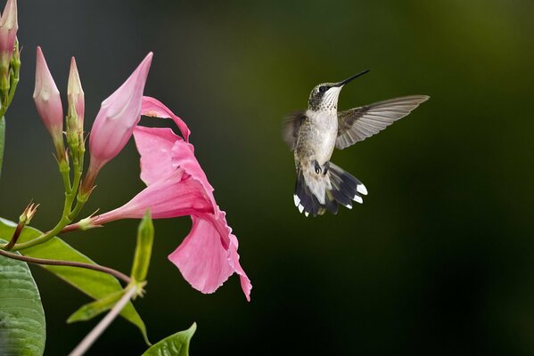 Colibrí cerca de una flor rosa