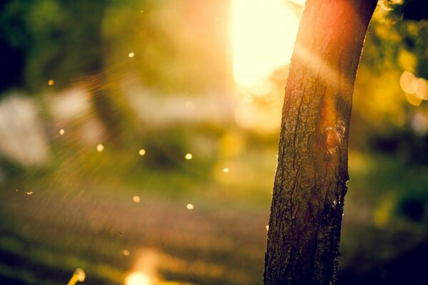 Reflets du soleil sur l écorce d un arbre