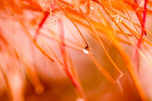 Goutte de pluie gros plan sur fleur