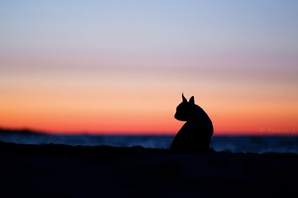 Silueta de gato en el fondo de la puesta de sol