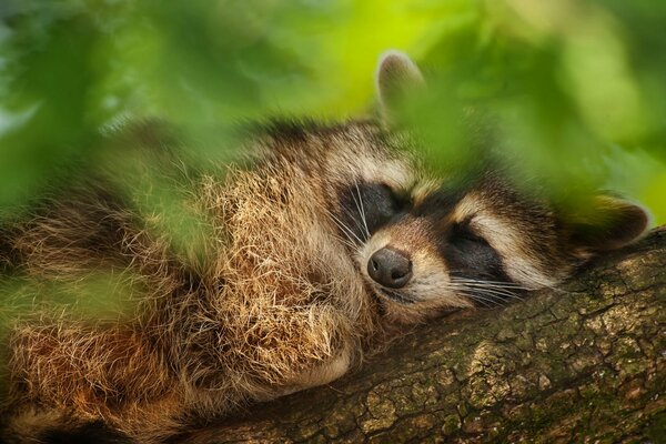 Procione che dorme su un albero