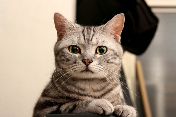 Chat rayé gris avec des yeux verts