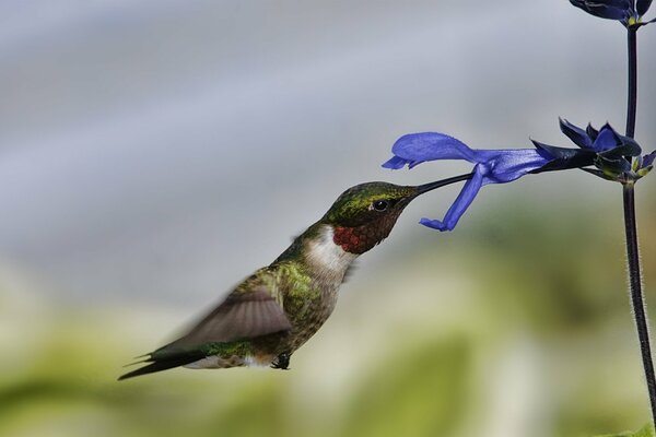 Un colibrí en vuelo come una flor