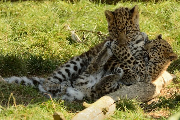 Juego de increíbles gatitos cachorros de leopardo