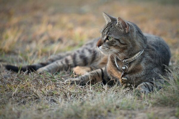 Die Katze liegt auf dem Boden und schaut nachdenklich zur Seite