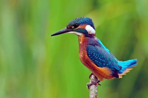 An ordinary kingfisher sits on a thin twig on a green background