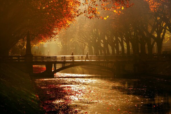 Herbstabend. bäume am Wasser