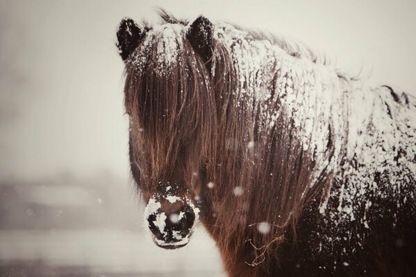 A maned horse in the snow