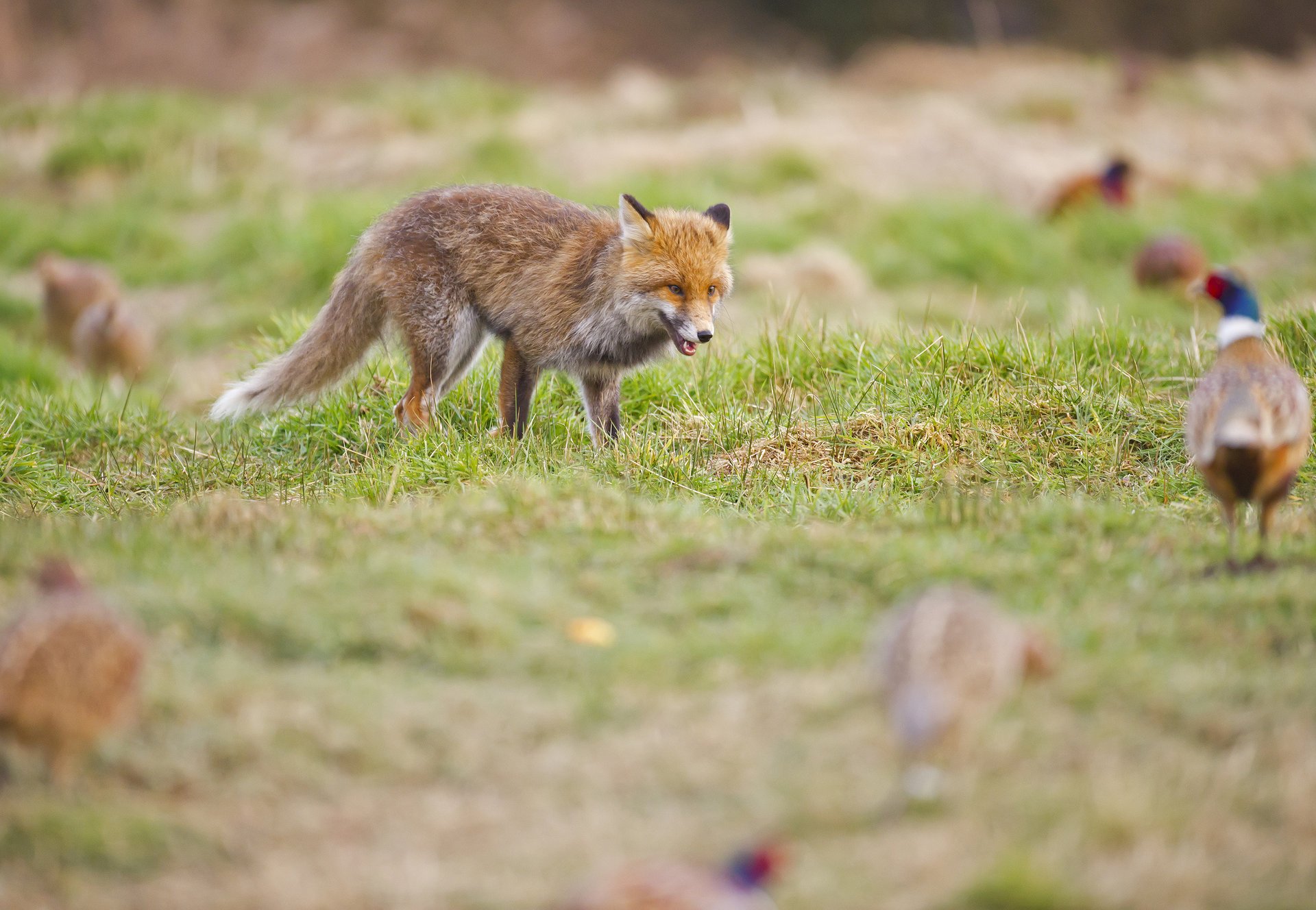 fasane lichtung rotschopf gras jagd fuchs