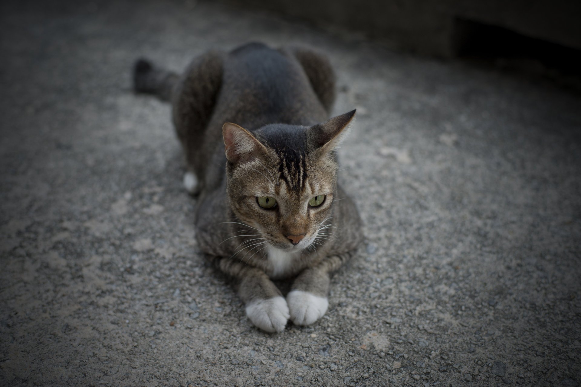 cat paws gray together cat lying