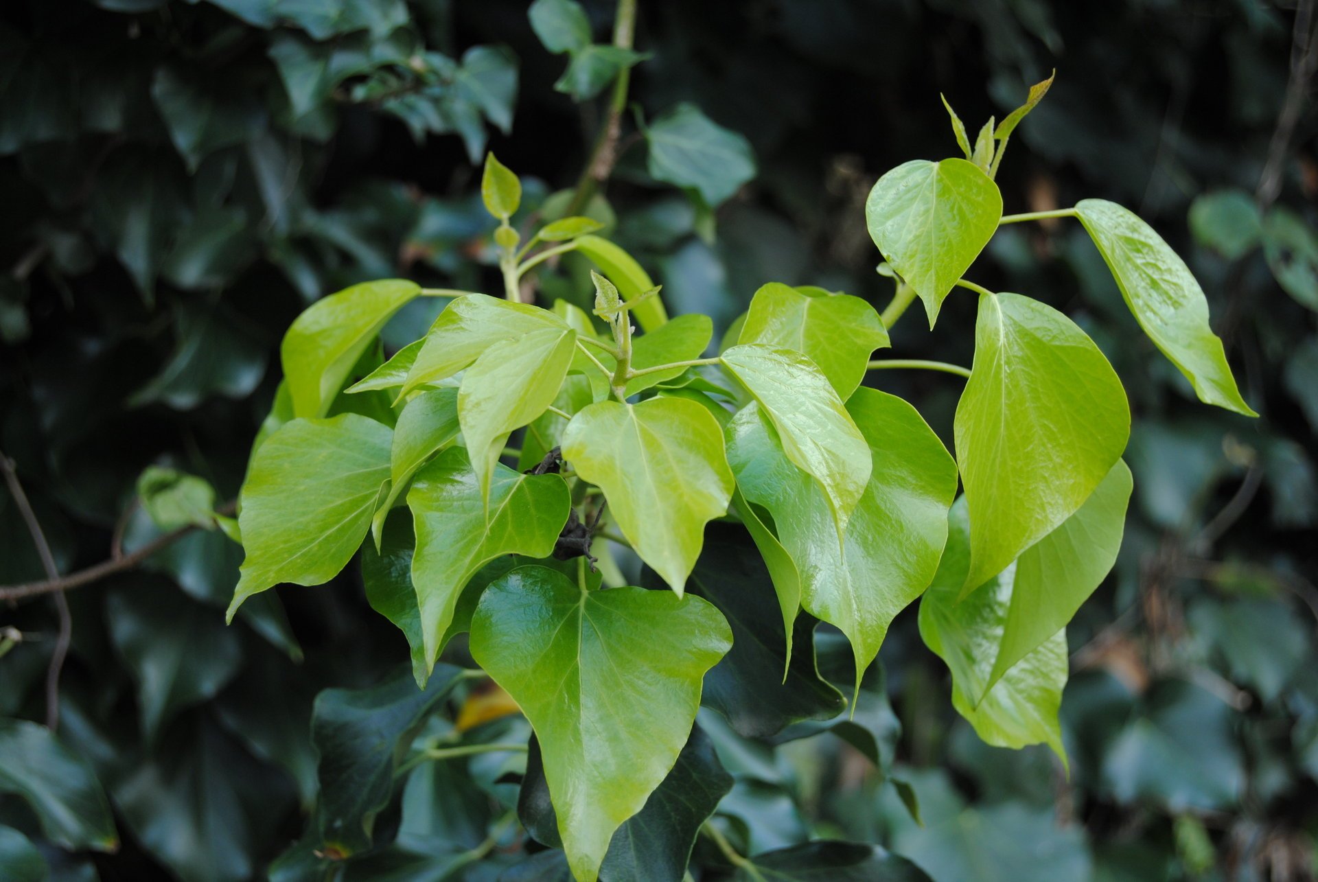 natura verde piante primavera