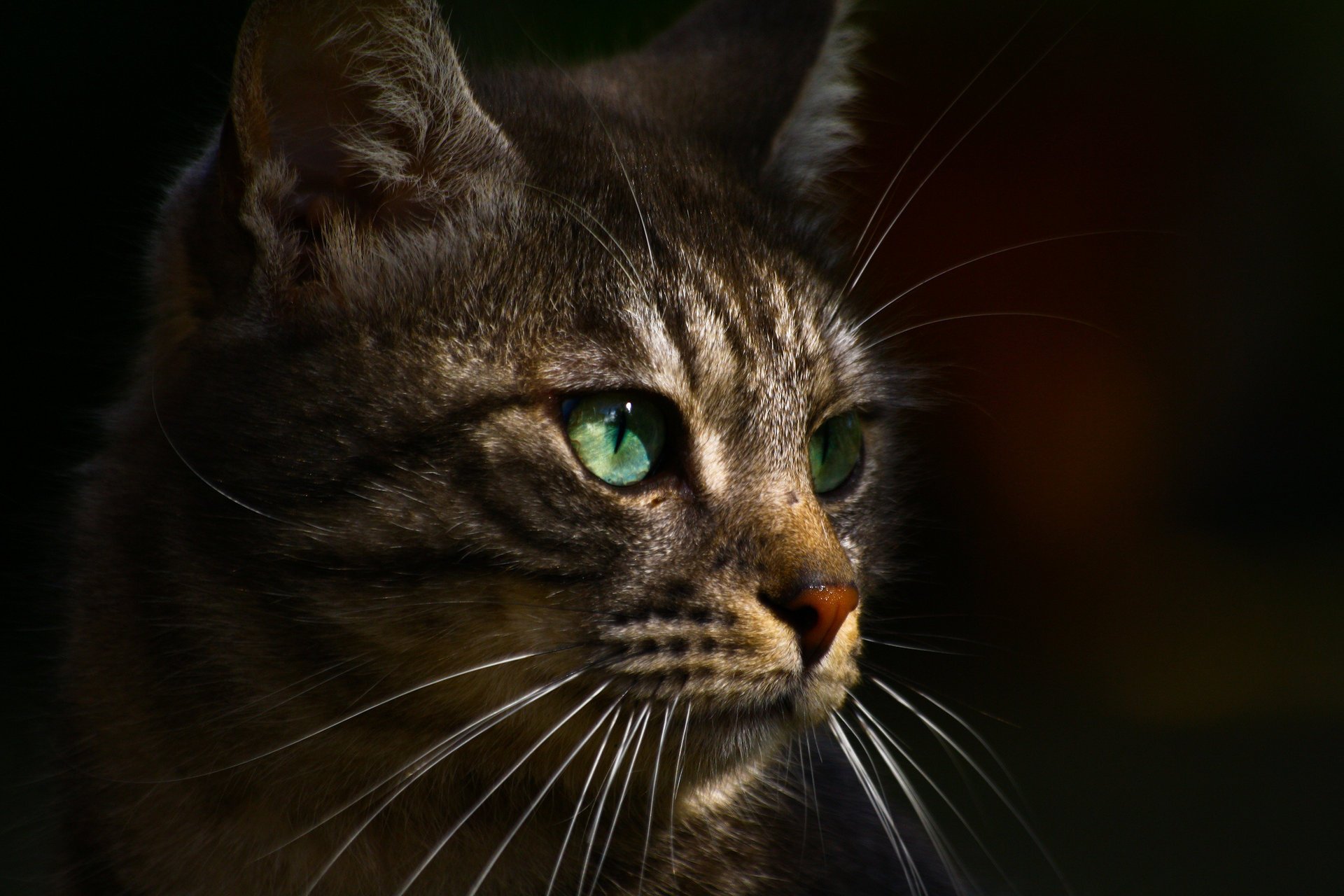 gato verde perfil ojos gris