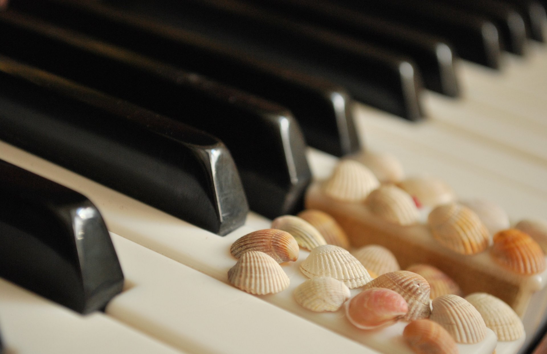 keys black white piano shell