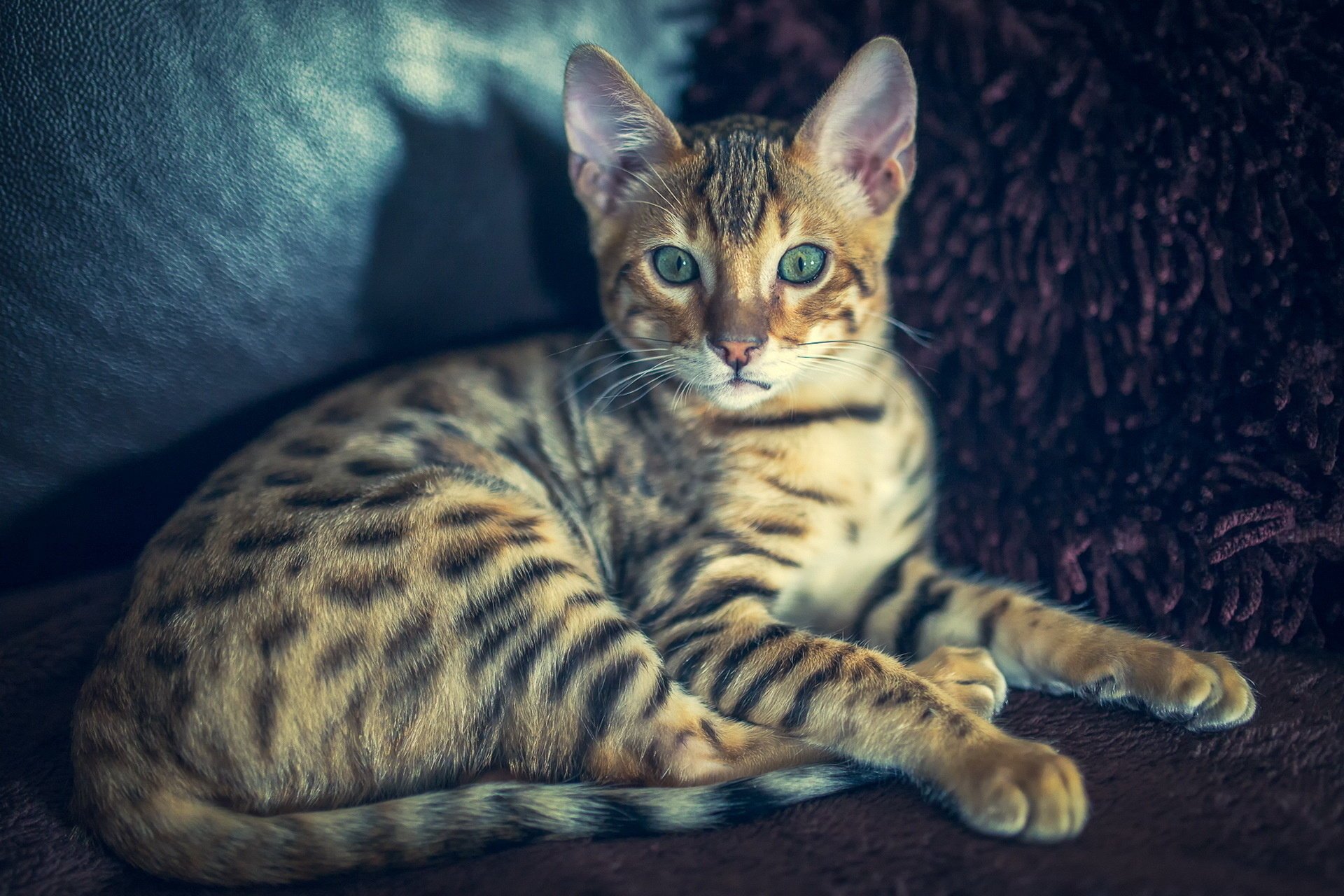 katze bengal bengali blick katze