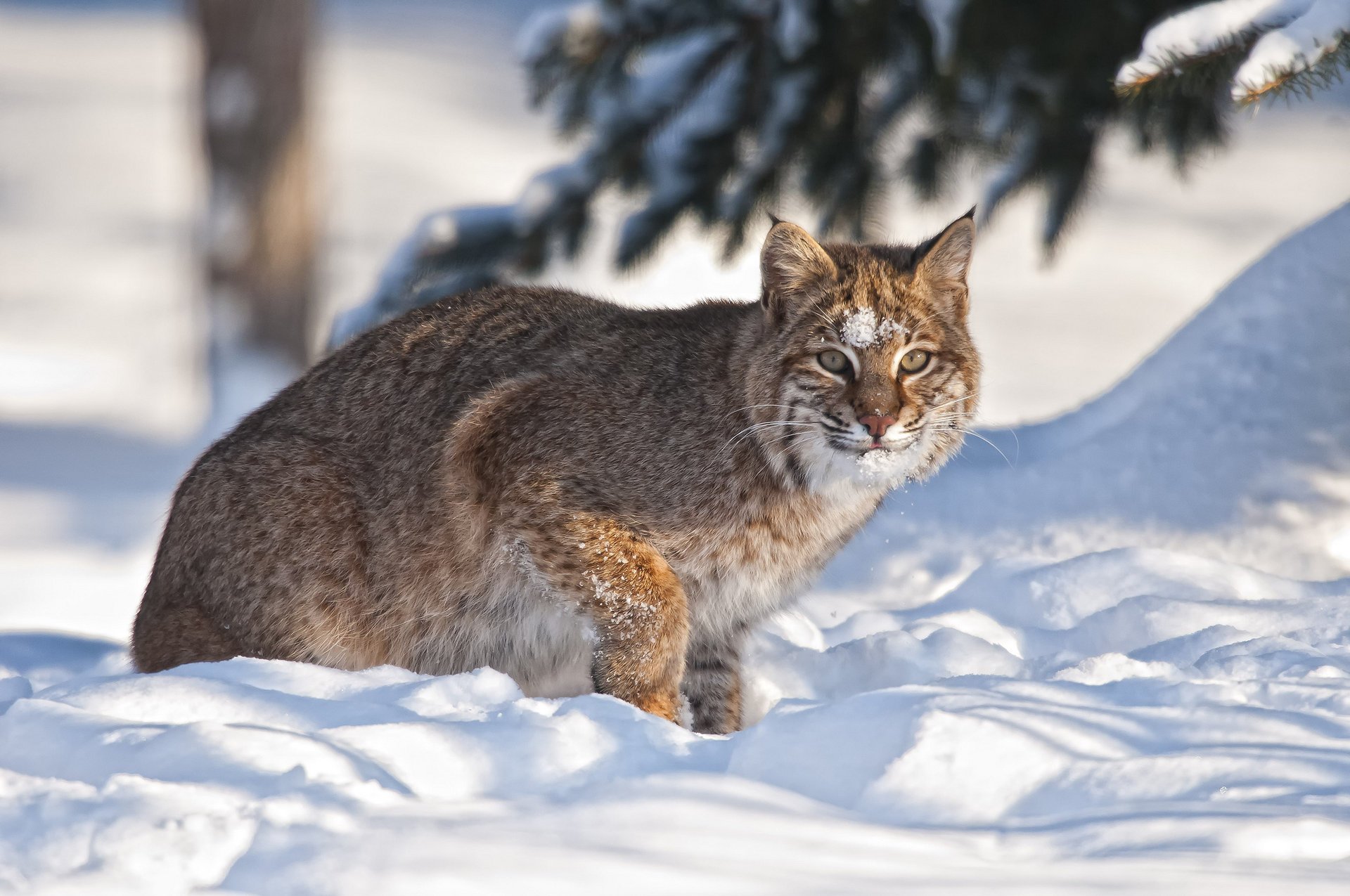 lynx hiver neige