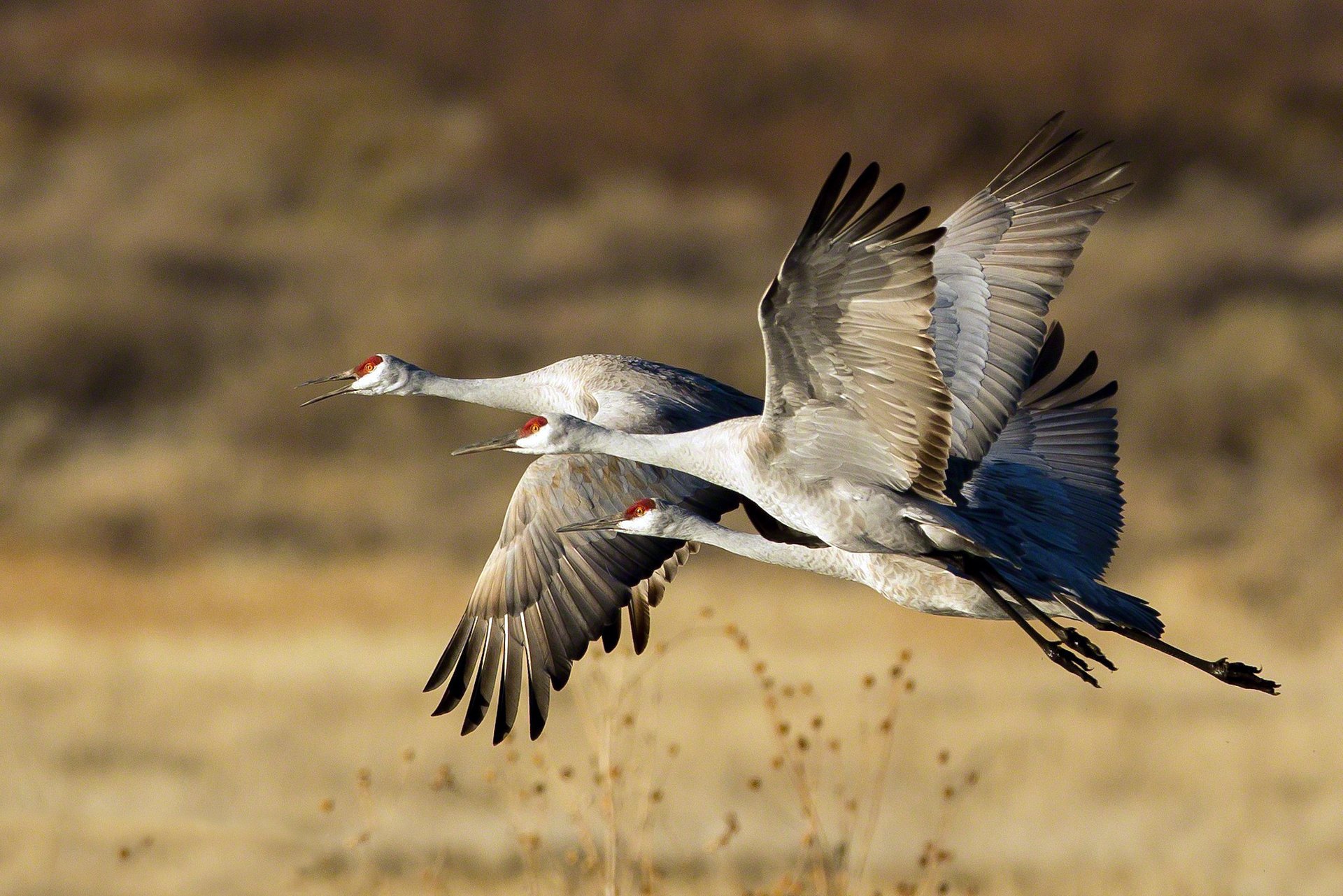 vögel störche fliegen rudel trio