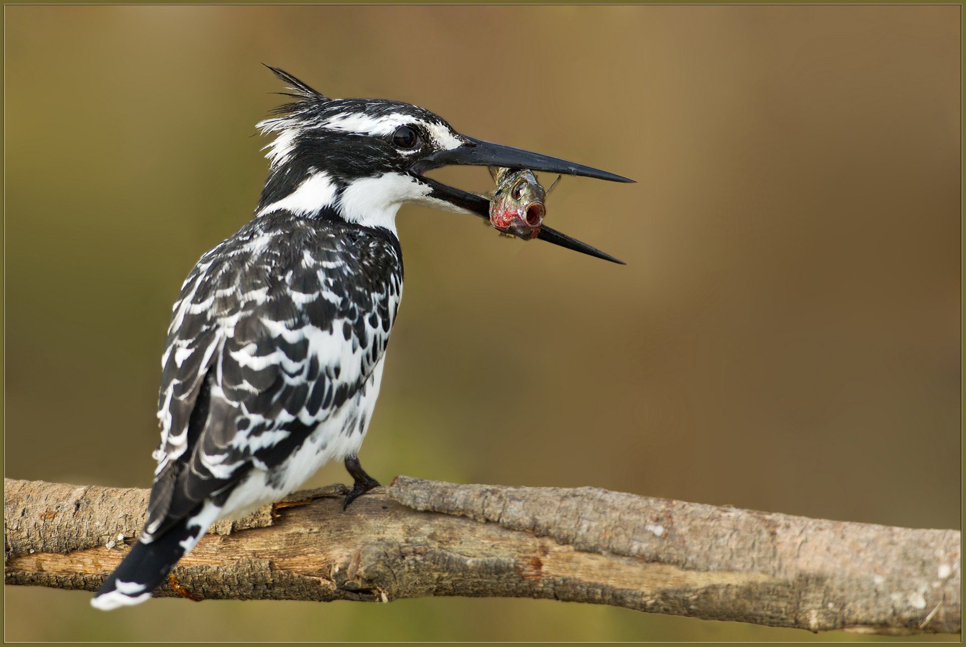 essen zweig bunt eisvogel fang vogel fisch