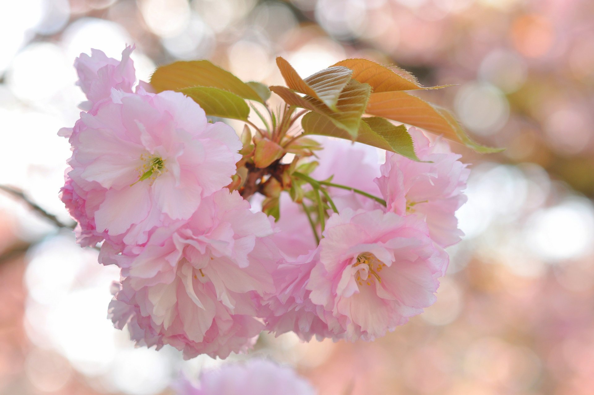 fiori ramo sakura rosa sfondo luci foglie