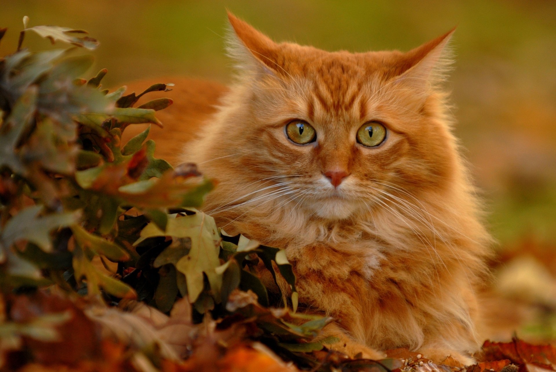 rote katze blätter blick